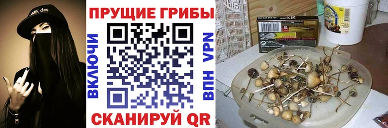 Галлюциногенные грибы Cubensis  Грязовец 